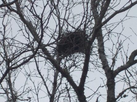 Winter 2014  Squirrels Nest